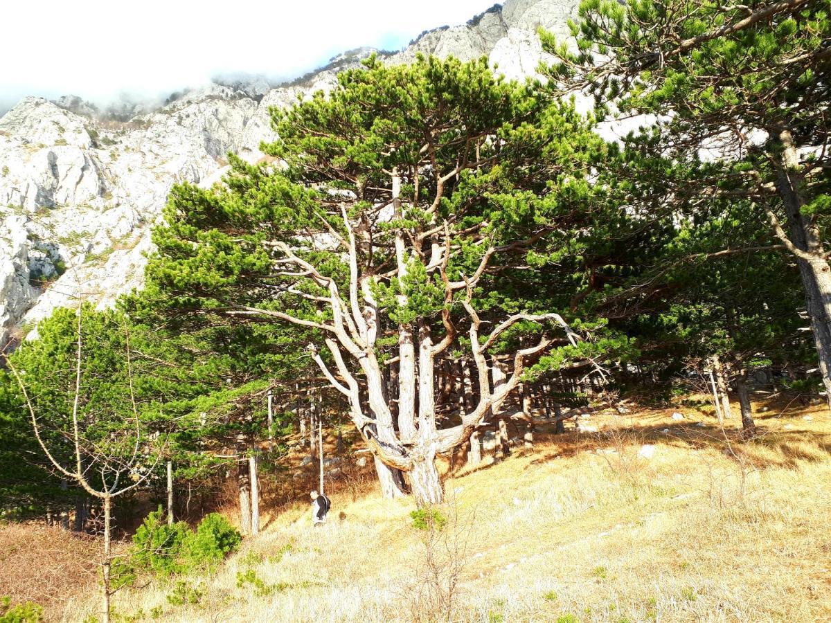 Apartman Taja Makarska Zewnętrze zdjęcie